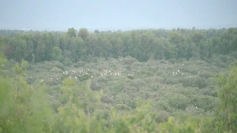Storks Stand on Top of Cajuput Tree in Tra Su Cajuput Forest Vietnam Stock Footage 116413439