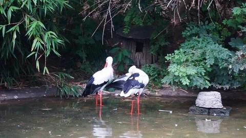 Storks stand in the water and clean their plumage Stock Footage 118228744