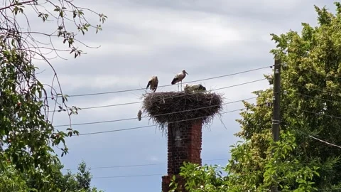 Storks standing and interacting within nests in a serene outdoor setting with Video stock 343516040