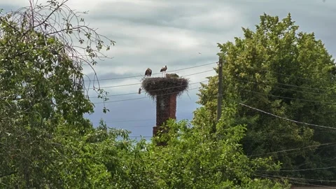 Storks standing and interacting within nests in a serene outdoor setting with Video stock 343516655