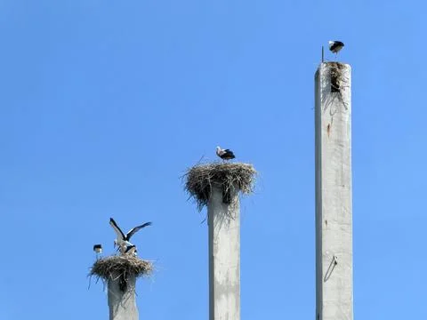 Storks standing in three nests with small storks on a concrete pillar Stock Photos