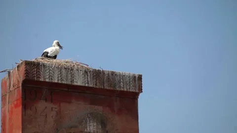 Storks in their nest on the building Video stock 197515683