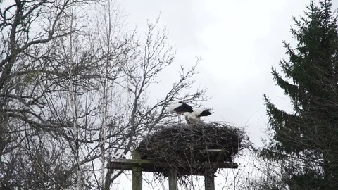 Storks in their nest. The wind will think up feathers. Concept of family and Stock Footage 75496560
