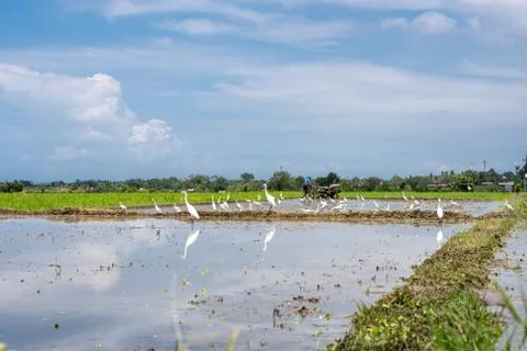 Storks with their reflection in a water-covered rice field Stock Photos