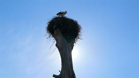 Storks on the tree. Beautiful blue sky. Dry tree Beautiful rays of the sun Stock Footage 95897138
