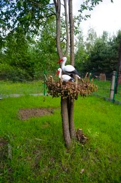 Storks on a tree Stock Photos