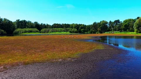 Storks wading in drying tannin lake with orbital motion Stock Footage 340920422