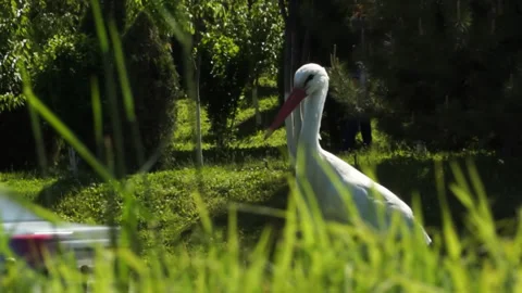Storks walk on the green grass of the lawn along the road. Stock Footage 264560913