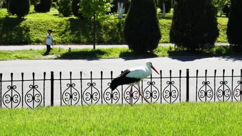 Storks walk on the green grass of the lawn along the road. Stock Footage 308438487
