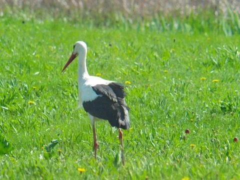 Stork's walk in the spring meadow Stock Photos