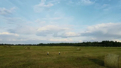 Storks Walking On The Field Of Hay Bales In Beautiful Summer Day Video stock 238674780