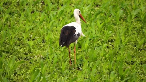 Storks walking in a green summer meadow. The white stork is a large bird in t Stock Footage 158184400