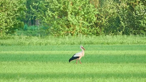 Storks walking in a green summer meadow. The white stork is a large bird in t Stock Footage 158684550