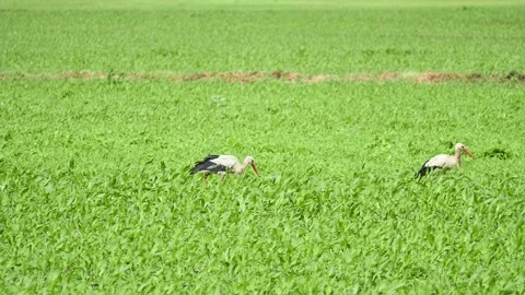 Storks walking in a green summer meadow. The white stork is a large bird in t Stock Footage 158984250