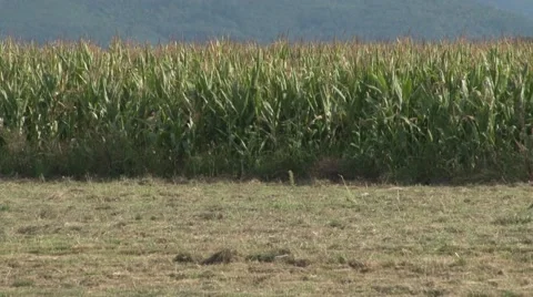 Storks walking on meadow Video stock 66561209