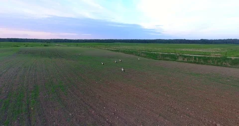 Storks walking through a plowed field - 6 Stock Footage 89831651