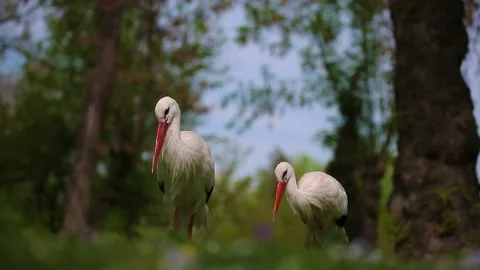 Storks walks through the green thickets of plants. Stock Footage 133491542
