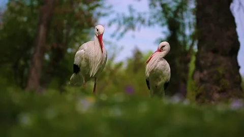 Storks walks through the green thickets of plants. Stock Footage 136948942