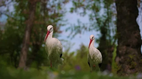 Storks walks through the green thickets of plants. Stock Footage 136949001