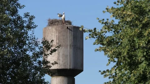 Storks-on-the-water-tower Stock Footage 141573118