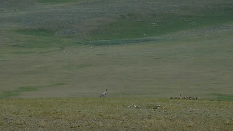 Storks in the wild in a clearing 4k Stock Footage 124085116