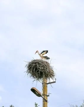 Storks in wild nature Stock Photos