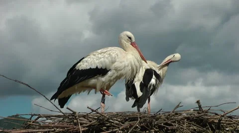 Storks1 HD 動画素材 8663710