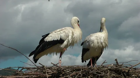 Storks2 HD 動画素材 89619253