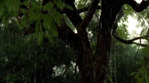 Storm 03 Stock Footage 342306