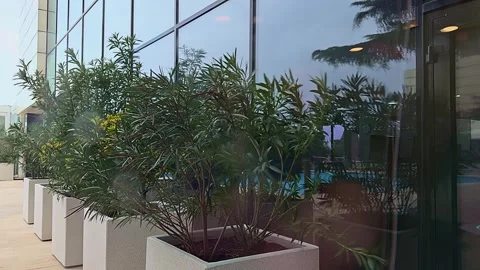 Storm and hurricane wind in Sochi, blowing away bushes. Stock-Footage 256984891