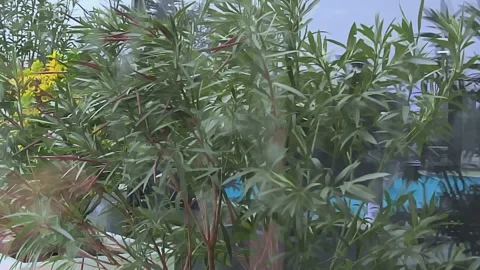 Storm and hurricane wind in Sochi, blowing away bushes. Video stock 258358219