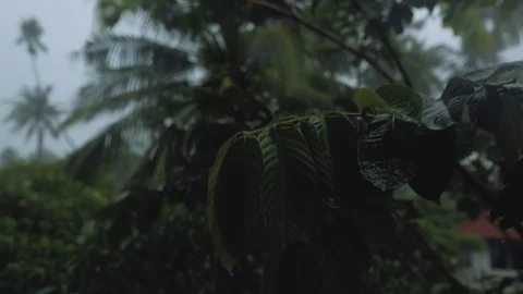Storm and Rain in Tropical Asia Wind Shakes Palms Stock Footage 106338053