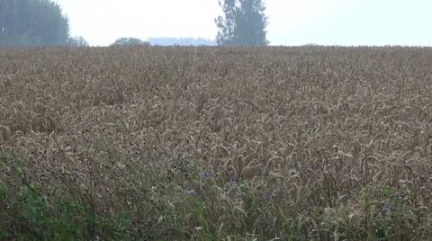 Storm and wheat field Stock Footage 66686417