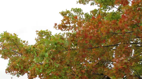 Storm and Wind Autumn Tree Stock Footage 31138469