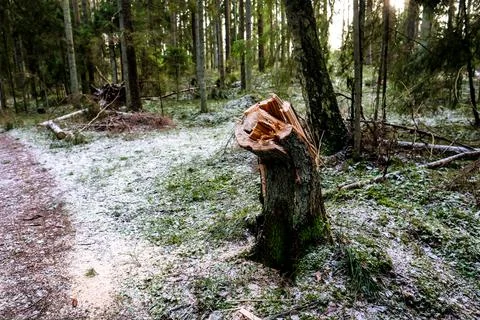 Storm broken trees in the forest in winter. Storm damage in the forest Stock Photos