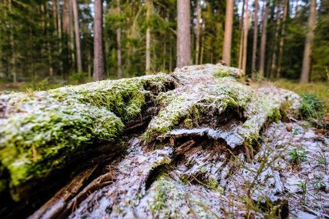 Storm broken trees in the forest in winter. Storm damage in the forest Stock Photos