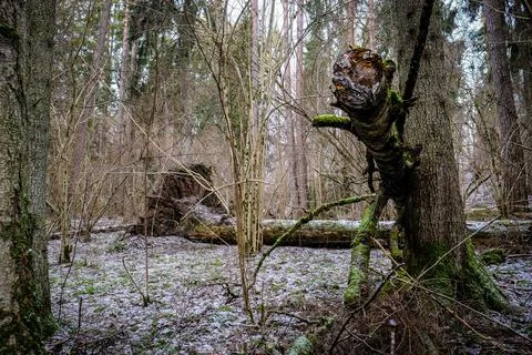 Storm broken trees in the forest in winter. Storm damage in the forest Stock Photos