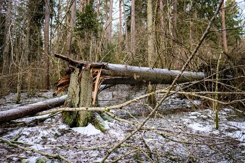 Storm broken trees in the forest in winter. Storm damage in the forest Stock Photos
