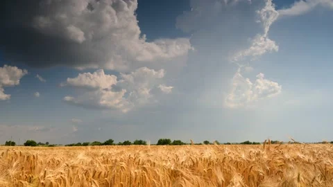 Storm cloud cinematic 4k timelapse over summer crop fields in Romania Stock Footage 141475115