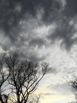 Storm Clouds Above Bare Trees at Golden Dusk 写真素材
