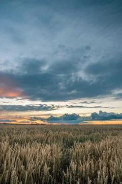 Storm clouds above the corn field in the evening Stock Photos