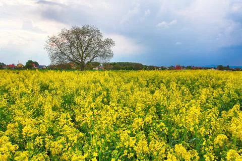 Storm clouds above a rape seed field Stock Photos