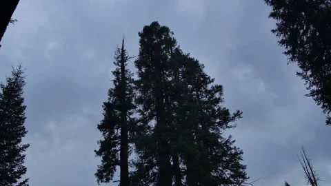 Storm Clouds above Sequoia Stock Footage 81471740