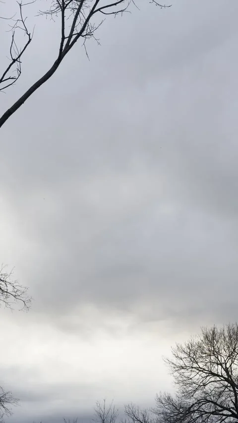 Storm Clouds and Bare Trees at Dusk Video stock 344807477