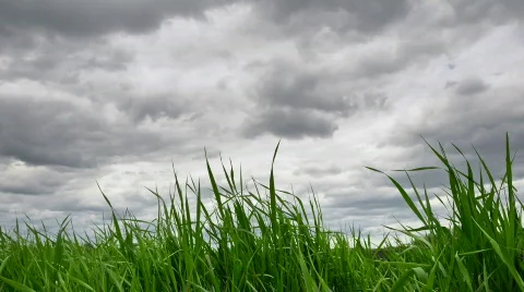 Storm clouds and grass time-lapse Stock Footage 454401