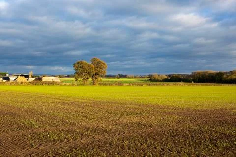 Storm clouds and oak trees Stock Photos