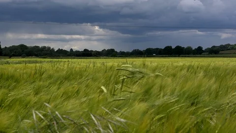 Storm clouds and wheat field blowing in the wind UK 4K Stock Footage 111033834