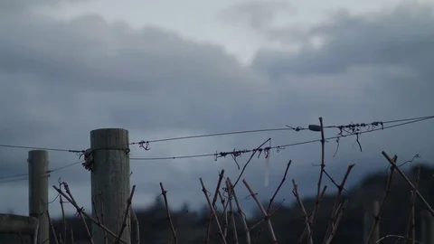 Storm Clouds Behind Grapevines 스톡 동영상 85441306