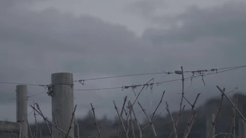 Storm Clouds Behind Grapevines - Log Stockbeeldmateriaal 85440981