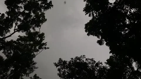 Storm clouds bring monsoon rain and wind across forest trees - low angle shot. Stock Footage 340908091